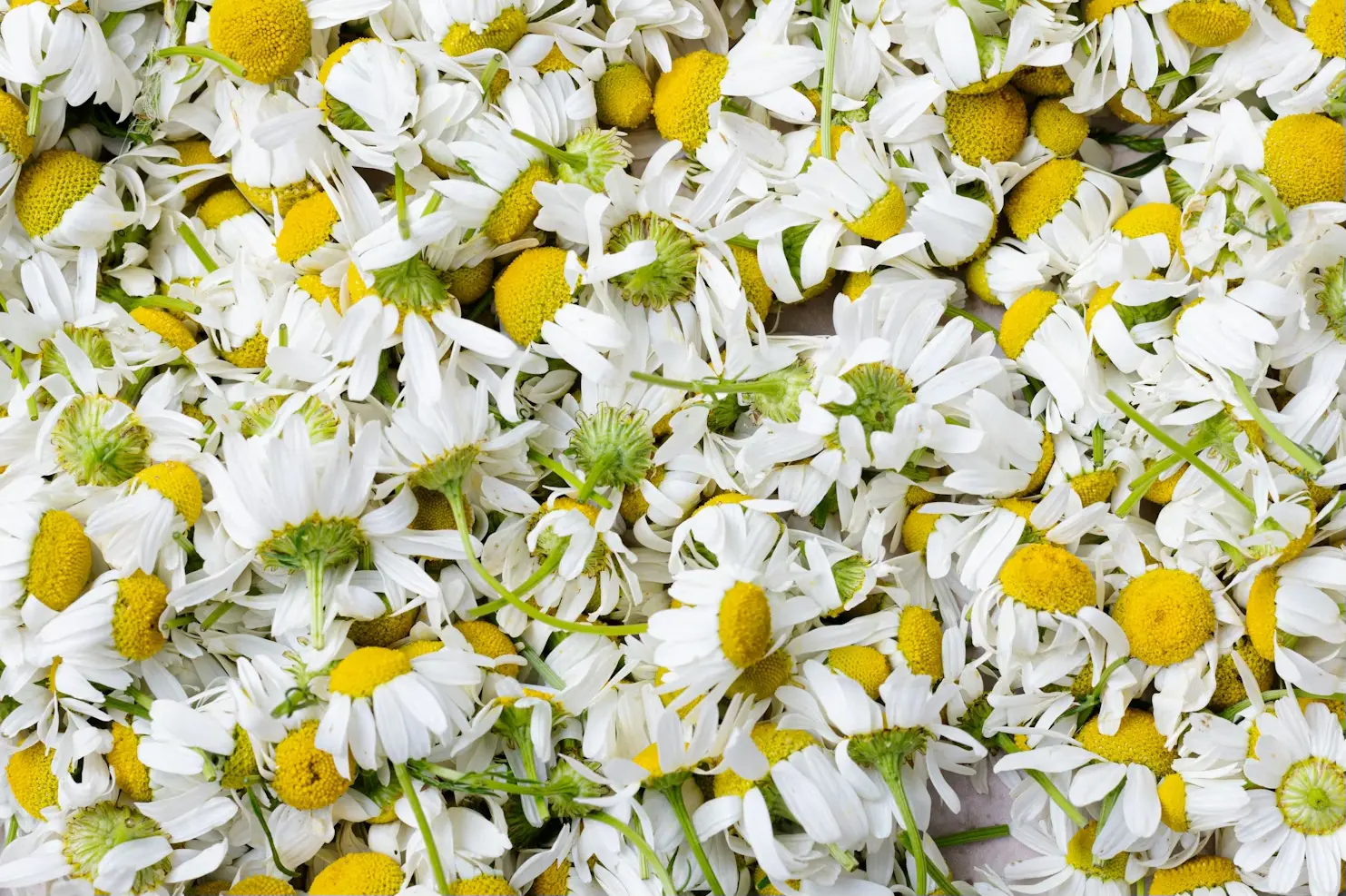 Chamomile flowers
