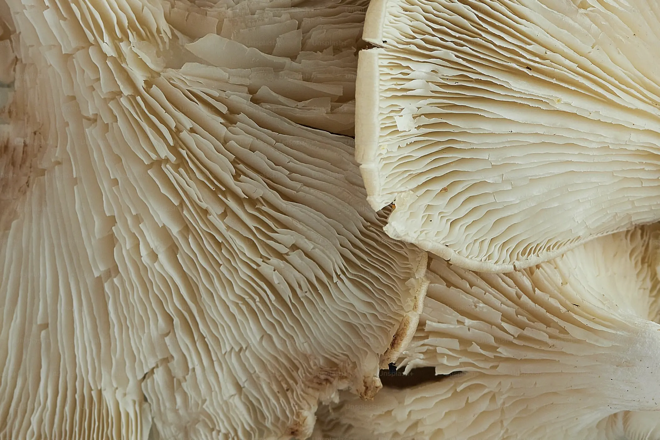 Lion’s mane mushroom