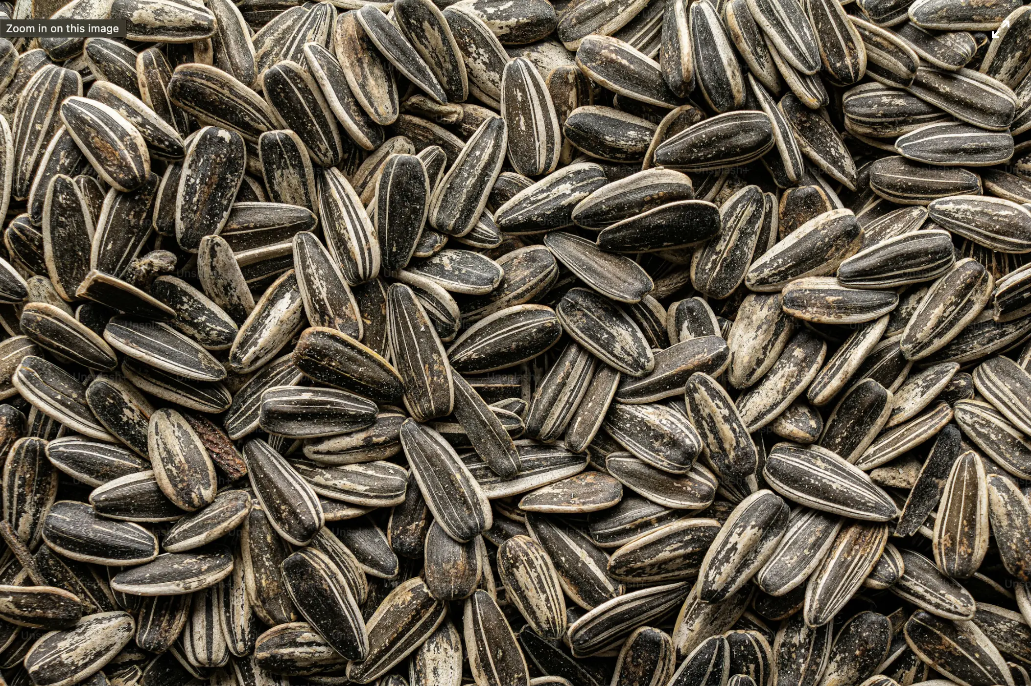 Sunflower seeds